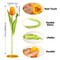 Tulips Artificial Flowers Bulk Faux Bouquets 12” Stems Fake Flowers Wedding Centerpiece Decoration Office Indoor Home Decor, 14 pcs
